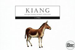Kiang Vintage Animal illustration Clip Art, Clipart Product Image 1