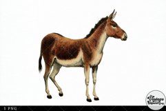 Kiang Vintage Animal illustration Clip Art, Clipart Product Image 3