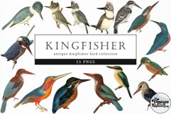 Kingfisher Vintage Animal illustration Clip Art, Clipart Product Image 1