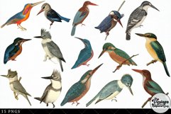 Kingfisher Vintage Animal illustration Clip Art, Clipart Product Image 2