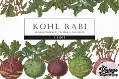 Kohl-Rabi-Turnip-Rooted-Cabbage Vintage Vegetable Botanical Product Image 1