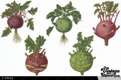 Kohl-Rabi-Turnip-Rooted-Cabbage Vintage Vegetable Botanical Product Image 2