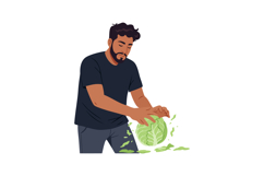 Man peeling fresh green cabbage vegetable with care vector i Product Image 1