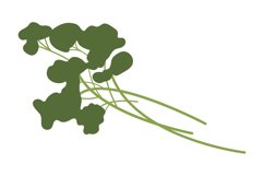 Green seasoning plant. Parsley branch. Food flavouring Product Image 1