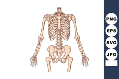 Human upper skeleton anatomy illustration with rib cage and Product Image 1