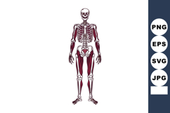 Human skeleton with highlighted muscular system anatomy vect Product Image 1