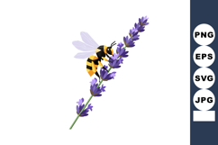 Bee pollinating purple lavender flower vector illustration w Product Image 1