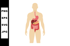 Human Digestive System Anatomy Illustration with Organs and Product Image 1