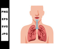 Human respiratory system with lungs and trachea anatomical v Product Image 1