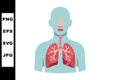 Human respiratory system with lungs and trachea anatomical v Product Image 1