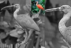 Laser Paint line art Vector Tracing Product Image 12