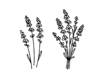 Lavender flowers hand drawn bouquet. Blooming branches SVG Product Image 2
