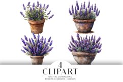 Lavender Clipart Illustrations Watercolor PNG