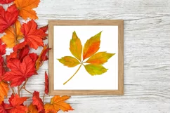 Set of 3 Watercolor Fall Prints | Autumn Leaves | Wall Art Product Image 2