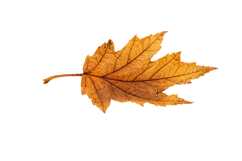 Leaf Png Design |Forest Png Product Image 1