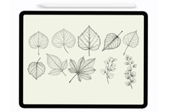 Leaves Procreate Stamps - Procreate Brushes