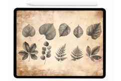 Leaves Procreate Stamps - Procreate Brushes