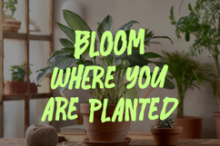 Lemert Morlet Bold Playful Display Font Product Image 2