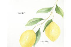 Lemon watercolor illustration clipart PNG Product Image 4