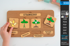 Life Cycle Puzzle Laser Cut Bundle | Educational Toys SVG Product Image 7