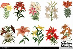Lily Vintage Floral Botanical Clip Art Product Image 2