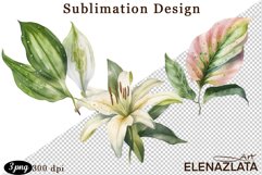 lilies clipart, Watercolor floral clipart , lily Bouquets Product Image 1