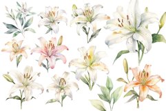 Lily Flowers clipart Product Image 2