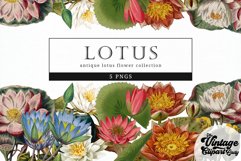 Lotus Vintage Floral Botanical Clip Art Product Image 1