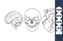 Human brain skull and heart anatomy detailed vector illustra Product Image 1
