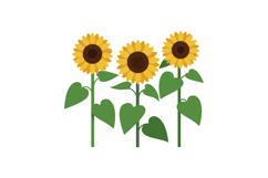 Sunflower plants with green leaves bright yellow petals and Product Image 1
