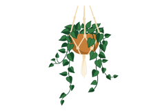 Hanging potted green leafy plant in macrame holder indoor de Product Image 1