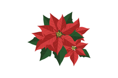Poinsettia Flowers with Red Leaves and Green Foliage Vector Product Image 1