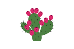 Prickly pear cactus with ripe pink fruit vector illustration Product Image 1
