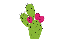 Green prickly pear cactus with red fruit vector illustration Product Image 1