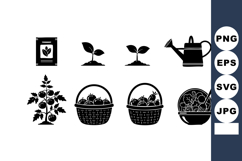 Tomato plant growth stages with seed packet, watering can, b Product Image 1