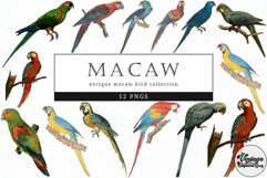 Macaw Vintage Animal illustration Clip Art, Clipart Product Image 1