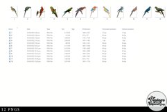 Macaw Vintage Animal illustration Clip Art, Clipart Product Image 2