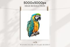 Macaw Parrot Birds Clipart Savanna PNG Nursery Art Scrapbook Image Watercolor Transparent Print invitation t-shirt designs sublimation printable digital watercolor cute Macaw Parrot, Safari birds bird clipart, sublimation nursery drawing Savanna