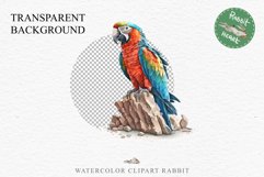 Macaw Parrot Birds Clipart Savanna PNG Nursery Art Scrapbook Image Watercolor Transparent Print invitation t-shirt designs sublimation printable digital watercolor cute Macaw Parrot, Safari birds bird clipart, sublimation nursery drawing Savanna