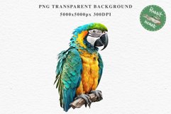 Macaw Parrot Birds Clipart Savanna PNG Nursery Art Scrapbook Image Watercolor Transparent Print invitation t-shirt designs sublimation printable digital watercolor cute Macaw Parrot, Safari birds bird clipart, sublimation nursery drawing Savanna