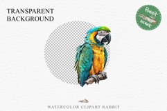 Macaw Parrot Birds Clipart Savanna PNG Nursery Art Scrapbook Image Watercolor Transparent Print invitation t-shirt designs sublimation printable digital watercolor cute Macaw Parrot, Safari birds bird clipart, sublimation nursery drawing Savanna