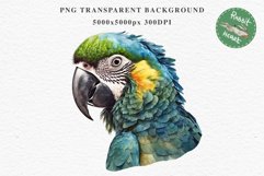 Macaw Parrot Birds Clipart Savanna PNG Nursery Art Scrapbook Image Watercolor Transparent Print invitation t-shirt designs sublimation printable digital watercolor cute Macaw Parrot, Safari birds bird clipart, sublimation nursery drawing Savanna