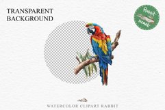 Macaw Parrot Birds Clipart Savanna PNG Nursery Art Scrapbook Image Watercolor Transparent Print invitation t-shirt designs sublimation printable digital watercolor cute Macaw Parrot, Safari birds bird clipart, sublimation nursery drawing Savanna