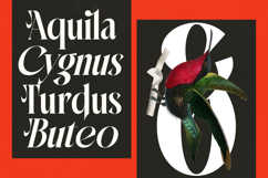 Mactge - New Modern Serif Font Product Image 5