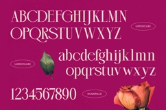 Magenta Rosalia - Tall Serif Display Font Product Image 18
