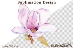 Watercolor pink magnolia flowers clipart, hand drawn Product Image 1