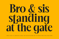 Mailyo - Modern Serif Font Product Image 2