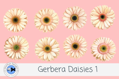 Watercolor Gerbera Daisies PNG Floral Clipart Set Product Image 1