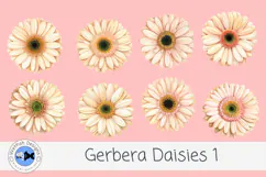Watercolor Gerbera Daisies PNG Floral Clipart Product Image 1