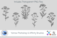 Yarrow Photoshop &amp; Affinity Brushes Botanical PNGs Product Image 1